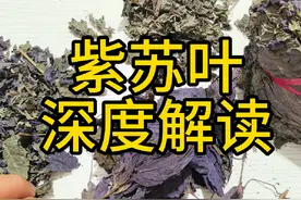 紫苏叶 深度解读 教你一些你能用到的知识 #紫苏叶 #紫苏#中药视频封面