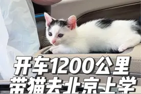 去北京给小奶猫上个学吧！从杭州开车1200公里，怕应激，我从10天前就开始准备了…#流浪猫 #遛猫  #奶牛猫 #黑猫 #科学养宠攻略