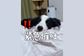 大过年的偷吃点什么不好，把我们豆浆的药吃了…… #边牧 #宅家治愈记 #万物可爱计划 #狗狗催吐
