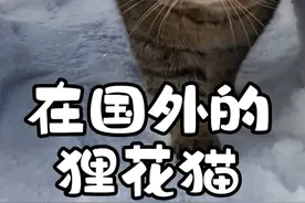 第49集丨狸花猫在国外火了，原因居然是太能打，爬十楼报仇的猫咪不是开玩笑的#狸花猫 #狸花猫真的不好惹 #中华田园猫 #猫咪 #喵星人视频封面
