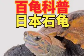 日本石龟（日本拟水龟视频封面