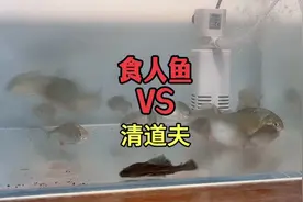 把清道夫丢进食人鱼缸里，会不会被吃掉呢？#水蛭 #食人鱼