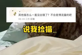 正面回应粉碎谣言！我的所有小猫咪都好着呢！ #万物可爱计划 #帮我看下猫 #我把我的猫养大啦 #虎虎视频封面