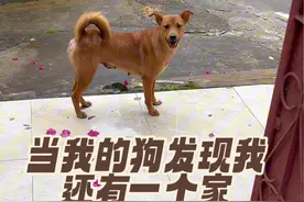 狗子尾随我取快递，意外发现我还有一个家 哈哈哈，还好发现这个秘密的是中华田园犬！要是金毛早吵疯了！#中华田园犬 #不养狗不知道养狗的乐趣 #狗狗的心思都写在脸上了 #宅家治愈记 #万物可爱计划视频封面