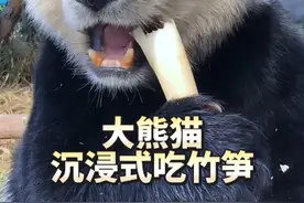 大熊猫沉浸式吃竹笋#萌宠日常记录 #来这吸熊猫 #国宝熊猫 #大熊猫 #内容启发搜索