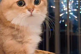 猫咪也爱看烟花吗？ #谁能拒绝这样一只小猫咪 #记录猫咪日常 #猫咪看烟花
