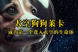 太空狗狗莱卡的死亡之谜到底是什么呢。#奇怪的知识增加了 #细思极恐小故事 #有趣的知识又增长了 #细思极恐