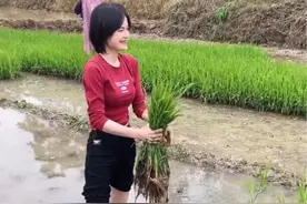 越南媳妇第一次栽秧有模有样#农村生活 #越南媳妇 #海外生活 #插秧 #回村的生活视频封面