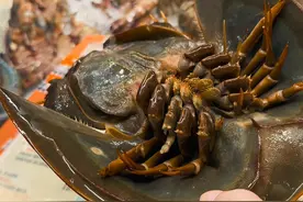 国内不能吃的鲎，在泰国沦为街边小吃，上次随手拍的一个视频#泰国旅游 #泰国美食 #火车菜市场