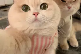 当你认真拍照时而你的男朋友却: #薄荷猫猫 #被迫营业的猫猫 #仙女猫视频封面