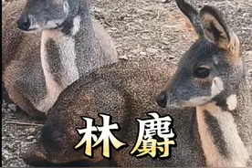 林麝，世界上最香的动物，身上的尿垢此黄金还贵#林麝 #麝香 #动物解说 #动物科普视频封面