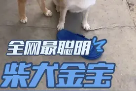 这是全网最聪明的柴犬，它全部能听懂人话！ 会用行动表达它的思想，简直和人一样。#狗子成精了 #狗狗的心思都写在脸上了 #柴犬