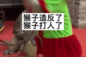 猴艺表演 新野猴艺历史悠久，名扬天下 师傅和猴子默契配合，才能换来观众开心快乐，耍猴人所有动作都是提前排练好的，猴戏表演效果好气氛佳深受观众喜爱。#神奇动物在抖音 #人与动物和谐共处 #耍猴人小田视频封面