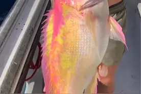 分享科普一期奇形怪状，颜色鲜艳的海鱼 #观赏鱼 #海鱼