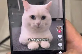 👉@FacePlay 👈输入875876，一键生成猫咪唱歌ai特效#家乡那颗红枣树ai特效入口 #家乡那棵红枣树对口型 #家乡那棵红枣树 #家长那棵红枣树抖音怎么拍摄 #小猫闯进苦情歌赛道视频封面