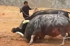 #民族斗牛文化 #乡村斗牛 #现场实拍 #牛气冲天 #斗牛爱好者视频封面