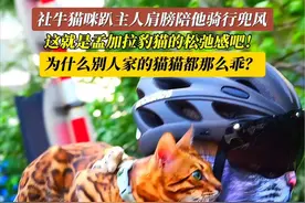 6月20日（采访时间），山东烟台。社牛猫咪趴主人肩膀陪他骑行兜风，为什么别人家的猫猫都那么乖？#松弛感#小猫治愈世界#溜猫#骑着自行车兜风视频封面