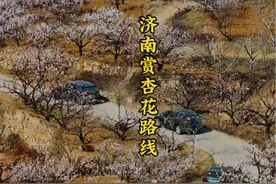 赏花攻略，济南最佳杏花观赏地已进入盛花期#泉城自驾 #济南视频封面
