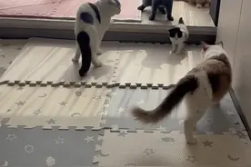 永无休止的猫咪大战，明天全噶了，打到最后也没看清小菊到底属于那一派#猫猫干架 #反骨猫 #猫咪打架现场 #猫打架怎么判断谁赢 #猫咪的迷惑行为