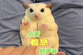 #全网最乖的小蜜 是什么样子？ 晒出你家乖宝宝或者逆子 #蜜袋鼯