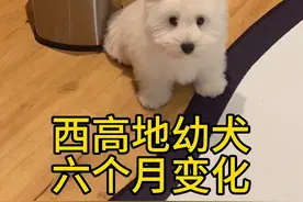大锤现在9个月，15斤，体型匀称，正值青年， 我们只是毛比较多，不胖，不是国字脸，更不是乔杉！！！#西高地白梗
