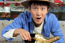 养殖娃娃鱼你们吃过吗？换得值不值？（人工养殖可食用鱼）视频封面
