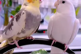 #会唱歌的八哥视频封面
