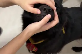 广东的狗真的会上火#中华田园犬 #喝凉茶 #萌宠日常记录视频封面