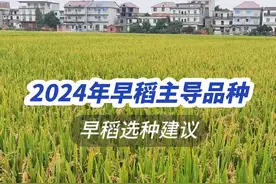早稻选种建议：参考主导品种，附2024年适合作早稻的品种#早稻视频封面