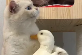 🐱：家人们谁懂啊 反正我不懂