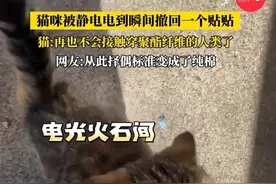 （自采原创）#猫咪被静电电到瞬间撤回一个贴贴 猫:再也不会接触穿聚酯纤维的人类了（素材来源@1113334359）#静电 #猫猫 #猫咪的迷惑行为 #猫咪