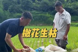 生态种植基地第一批秧苗种下半个月了，现在用花生枯追肥，保持秧苗的长势。#新农人计划2024 #乡村振兴 #三农 #农业 #米哥米嫂视频封面