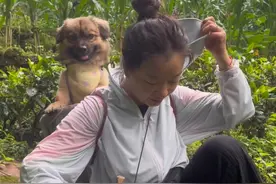 今天带着我的装备（菌犬）出发捡虫草花！凭实力拥有私人座驾的狗狗 #菌犬#中华田园犬 #虫草花#大自然的馈赠