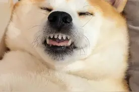 小狗真睡和假睡的区别，你学会分辨了吗 #柴犬金十月 #柴犬