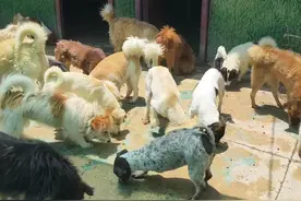 基地快断粮了，一百多只流浪狗，每天要吃二十五斤狗粮，太难了。