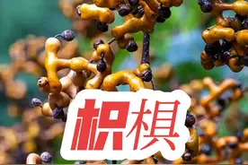 枳椇是我国最古老的水果之一，外形左弯右拐，甜如蜜枣，俗称拐枣 #枳椇 #拐枣  #植物科普 #抖音知识年终大赏 #抖音精选