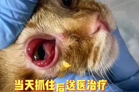 小橘后续来了，每天都得参与救助，众筹，甚至没有过年视频封面