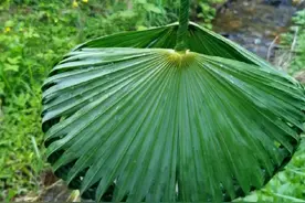棕榈叶编野菜篮子森女包包，棕叶编篮子#手工编织 #手工 #棕榈叶编篮子 #乡野田间视频封面