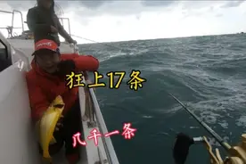 几千一条的大黄鱼一船人狂上17条是什心情，今天真是发财的一天视频封面