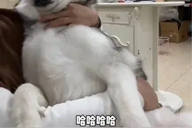狗:我们是睡着了吗？我们是摇晕了视频封面