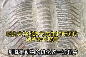 临沂发现5亿年前古生物化石。#临沂 #化石 #现场实拍 #探索与发现视频封面