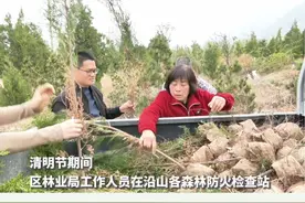 植树缅怀，文明祭祖。区林业局免费发放树苗和鲜花#清明节上坟祭祖视频封面