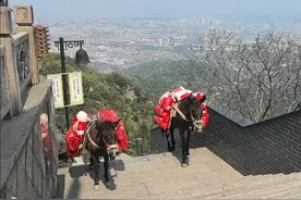在香炉峰下山的路上偶遇骡子，驮着6包大米，300斤