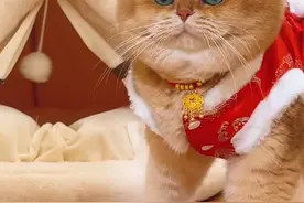 元宝:你还我情人！！ #话痨猫#心思全写在脸上的猫 #情人节 #我的大脸猫