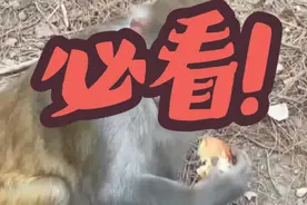 #看一遍笑一遍 #猴哥都被整懵了 #猴子 猴哥吃榴莲的反应，太爆了视频封面