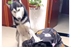 全网最叛逆的哈奇士，一言不合就跟主人打架