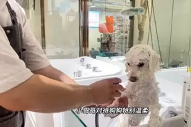 出门旅游办事，不放心宠物自己在家的就来召唤兽看看吧！