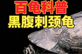 黑腹刺颈龟详细全面的科普百科介绍黑腹刺颈龟，外号狼牙棒视频封面