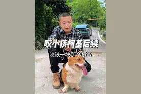 咬小孩的柯基后续，现在病好了 怎么看都眉清目秀的，也不咬人了#柯基#会训犬的老黄 #萌宠出道计划 #动物的迷惑行为 #来自短腿柯基的倔强视频封面