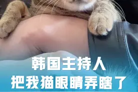 韩国主持人把我猫眼睛弄瞎了#小猫咪能有什么坏心眼 #萌宠出道计划 #狸花猫 #铲屎官的乐趣 #戏精视频封面
